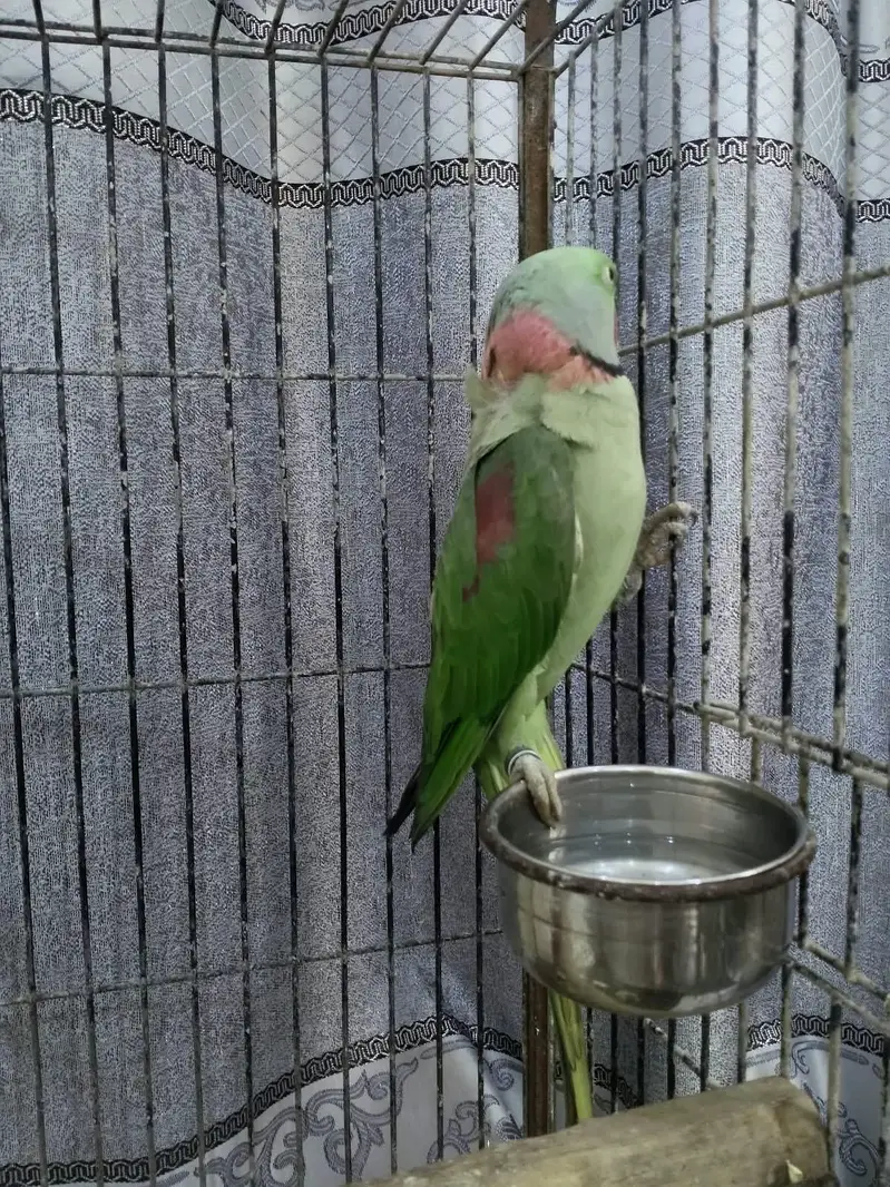 Healthy Kashmiri Pahari breeder pair with cage — photo 3