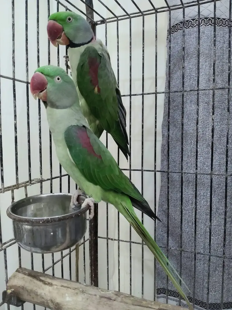 Healthy Kashmiri Pahari breeder pair with cage — photo 4