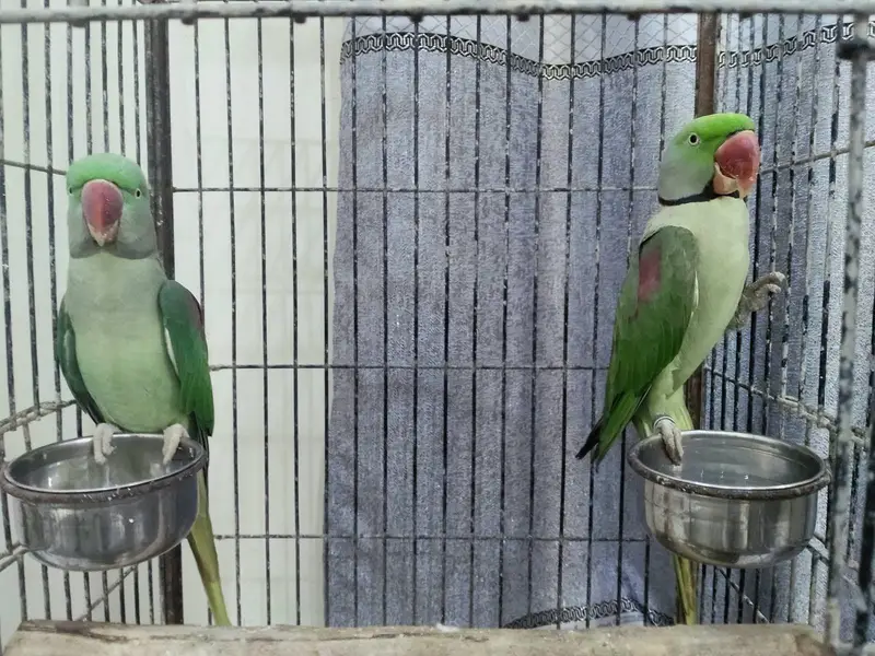 Healthy Kashmiri Pahari breeder pair with cage — photo 5