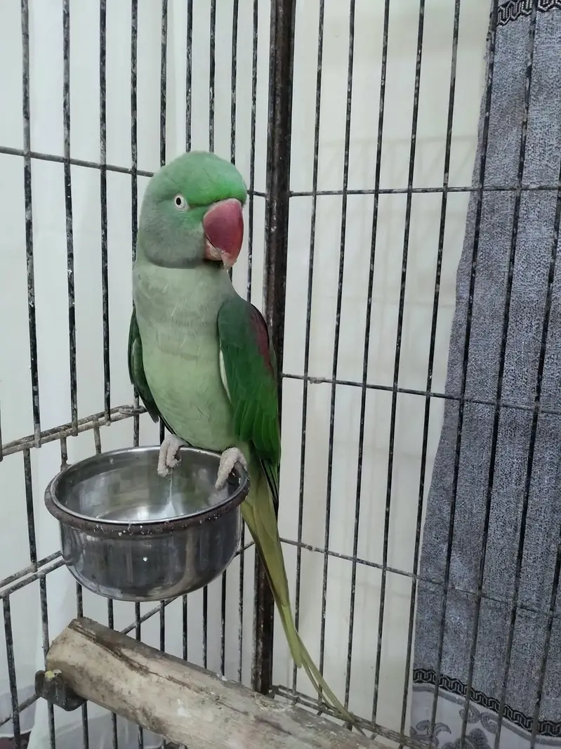 Healthy Kashmiri Pahari breeder pair with cage — photo 6