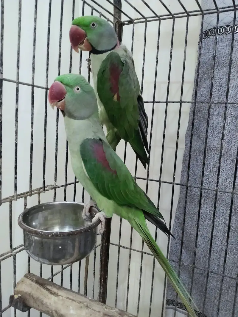 Healthy Kashmiri Pahari breeder pair with cage — photo 7