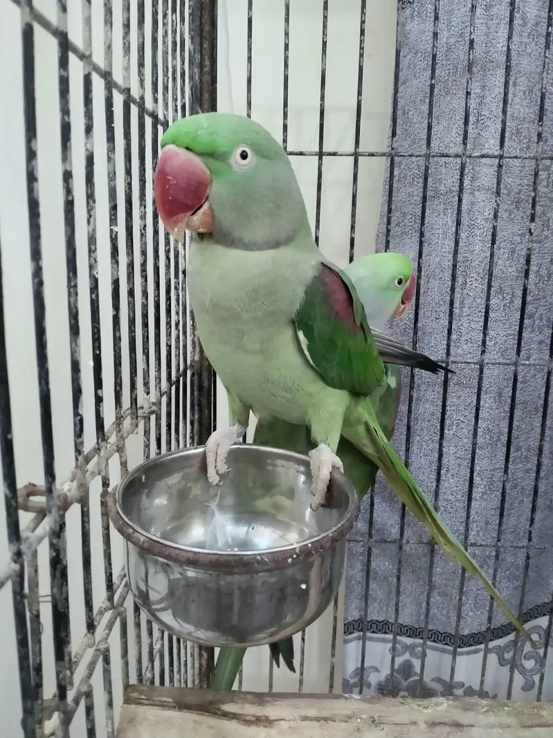 Healthy Kashmiri Pahari breeder pair with cage — photo 8