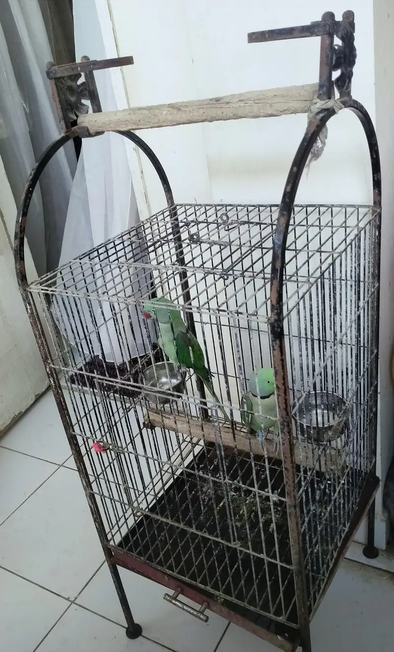 Healthy Kashmiri Pahari breeder pair with cage — photo 9