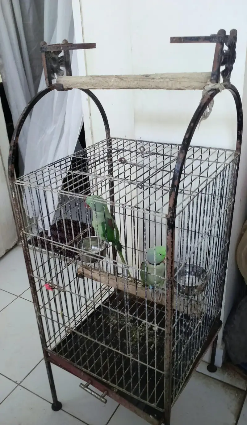 Healthy Kashmiri Pahari breeder pair with cage — photo 10