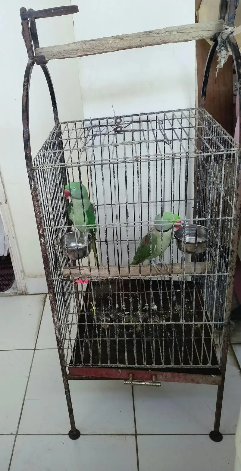 Healthy Kashmiri Pahari breeder pair with cage — photo 11
