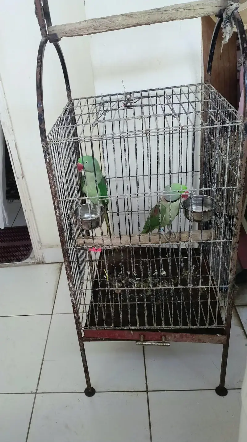 Healthy Kashmiri Pahari breeder pair with cage — photo 12