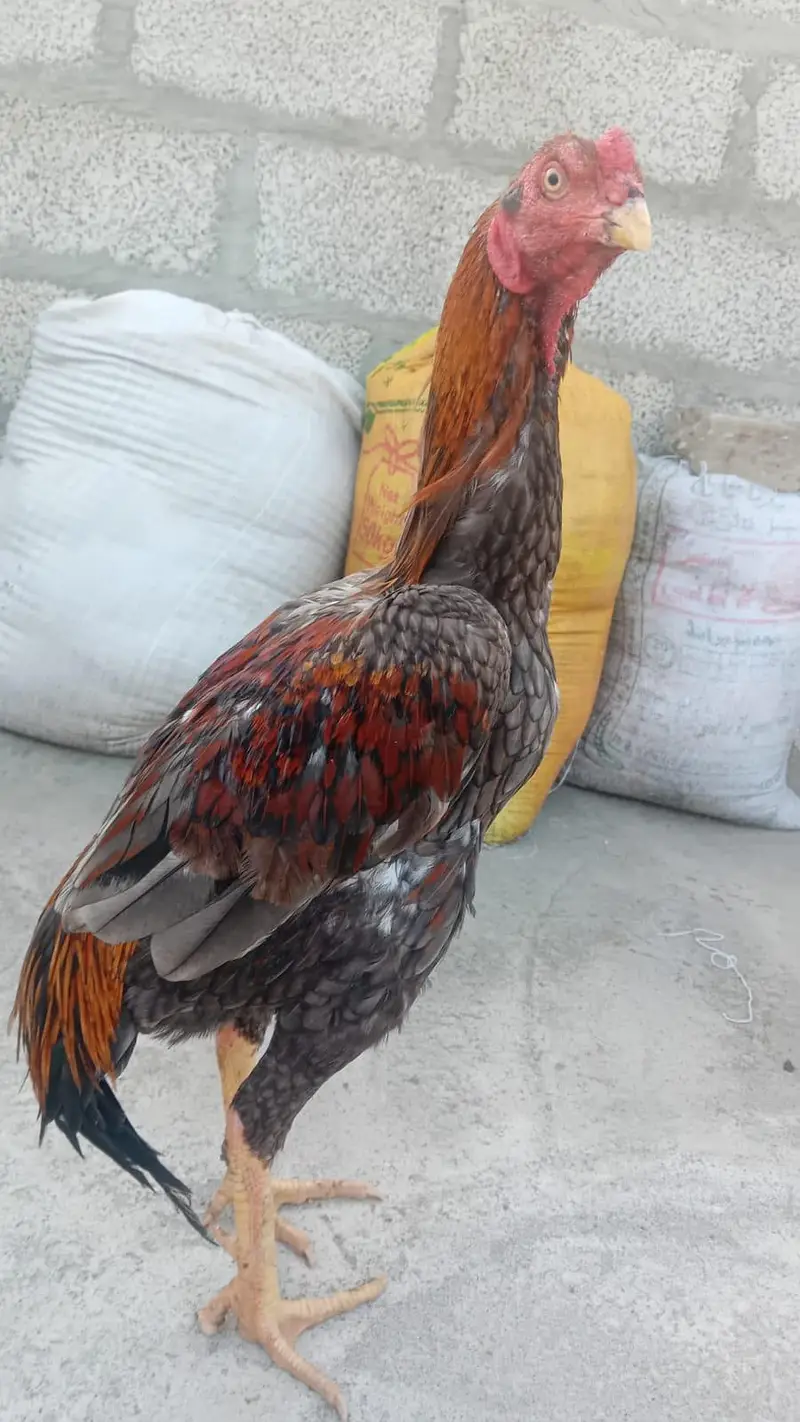 Pure Aseel Mianwali Murga Sale — photo 3