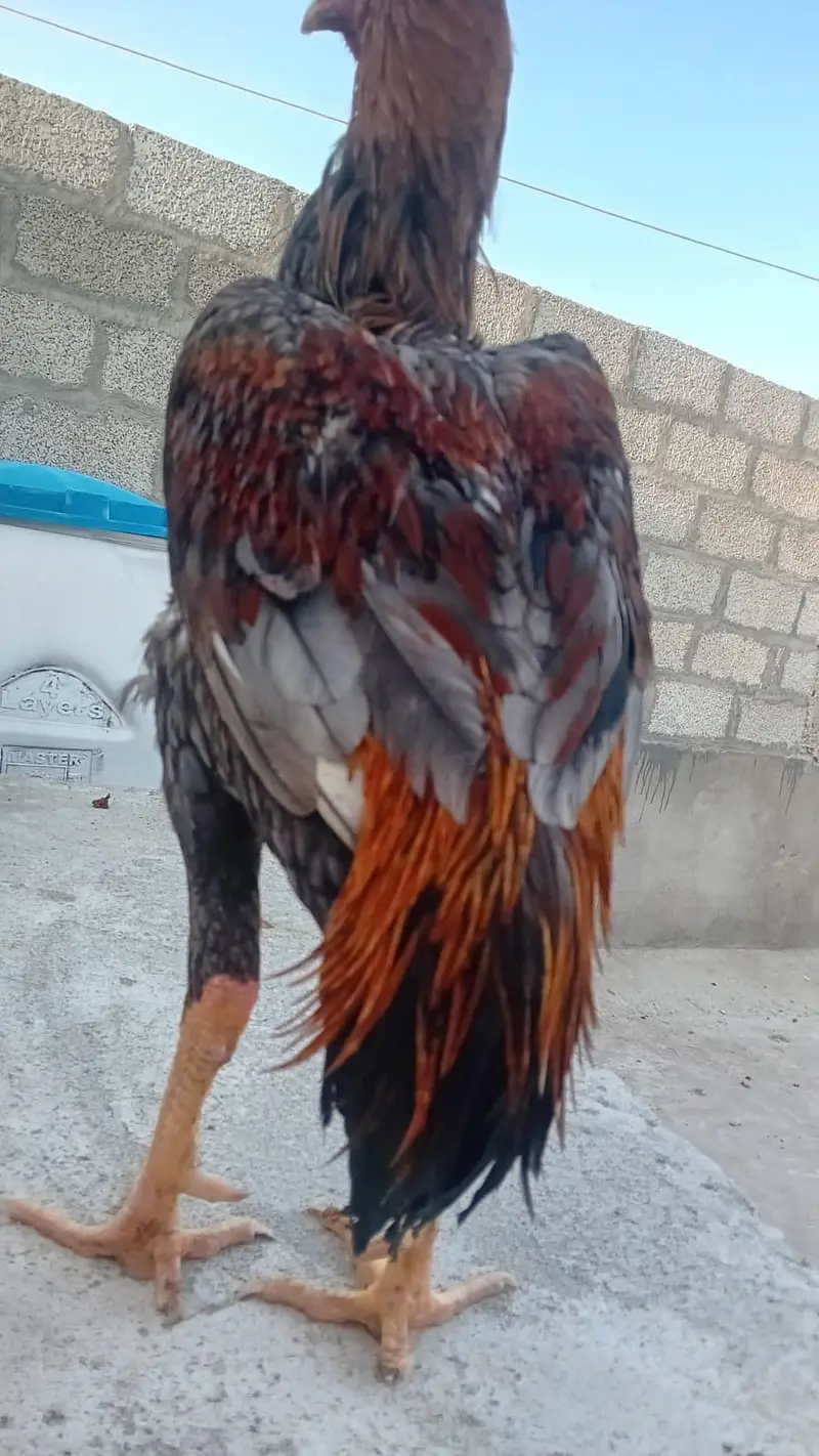 Pure Aseel Mianwali Murga Sale — photo 6