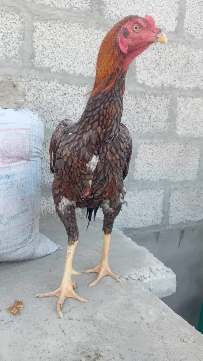 Pure Aseel Mianwali Murga Sale — photo 8