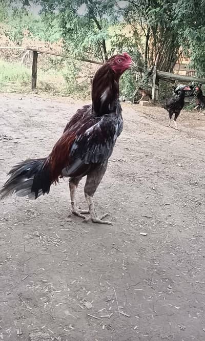 Breeder Male for Sale