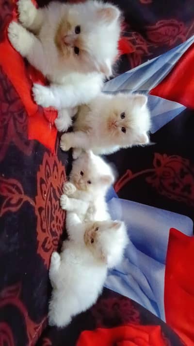4 kittens Persian