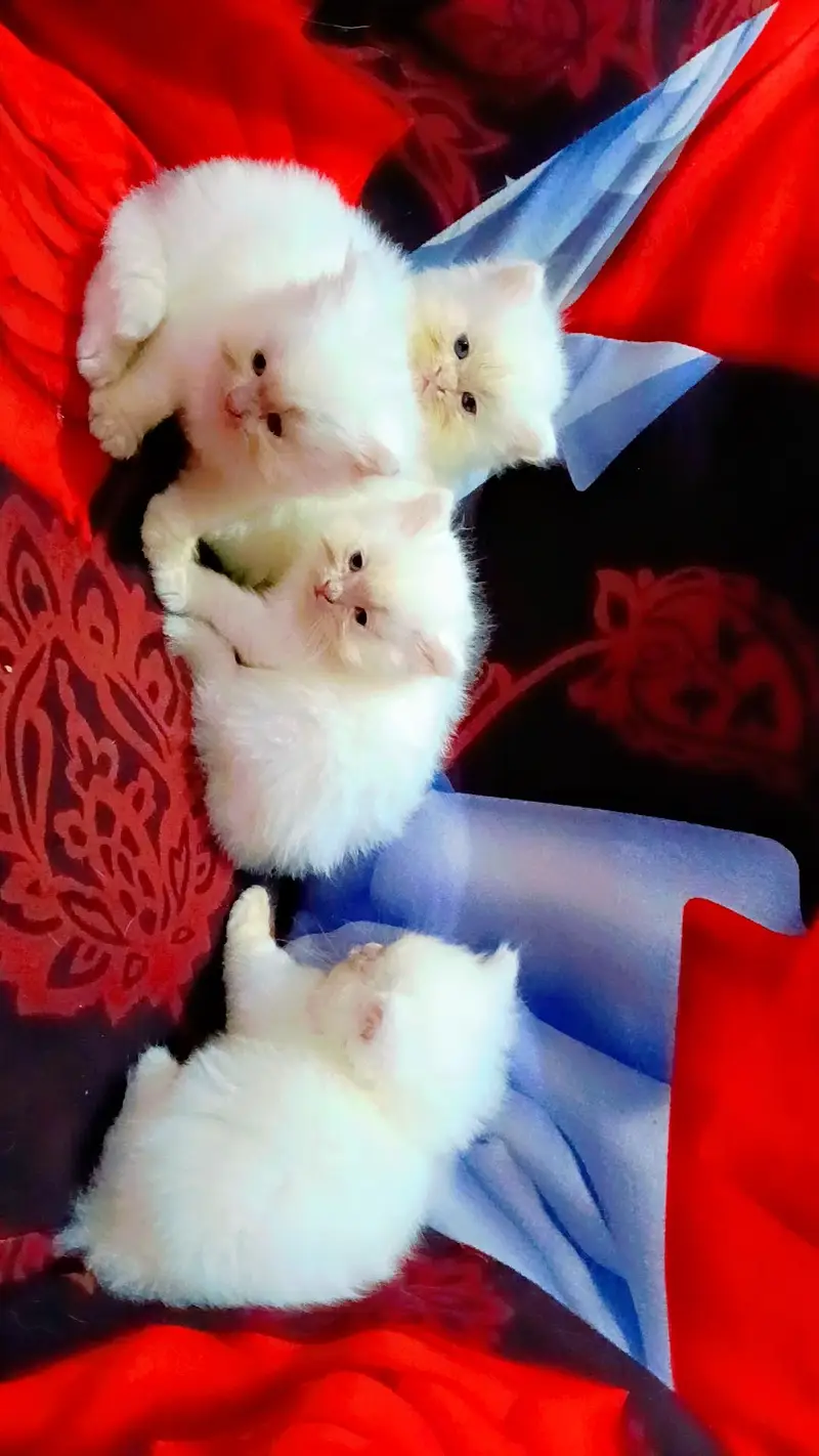 4 kittens Persian — photo 3