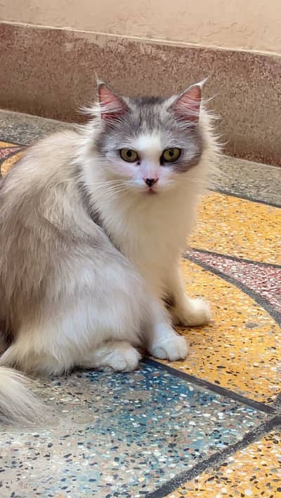 Persian cat white colour
