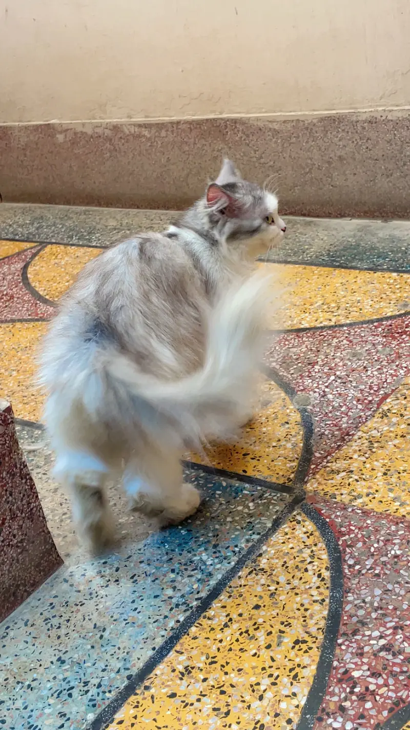 Persian cat white colour — photo 2