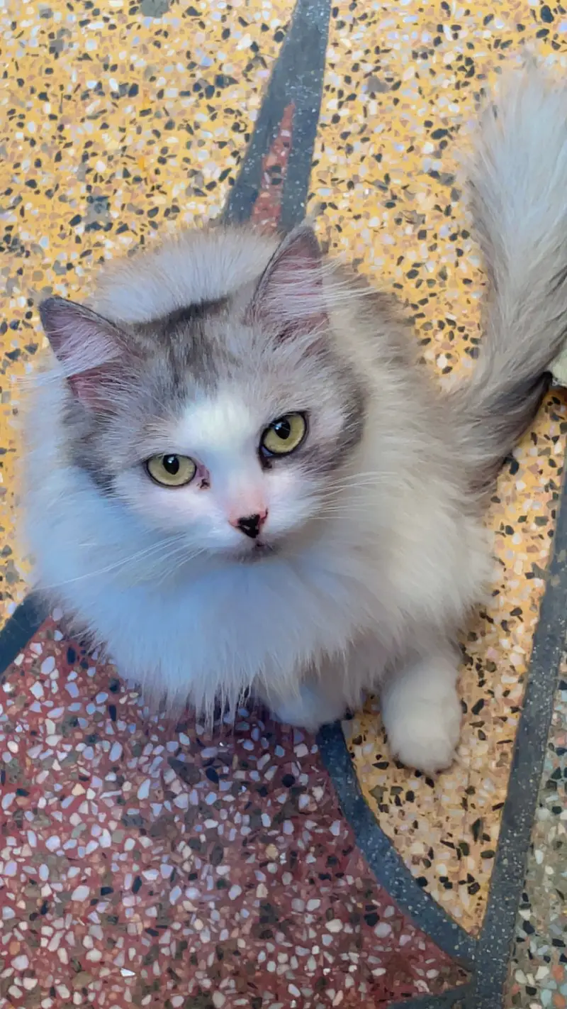 Persian cat white colour — photo 3