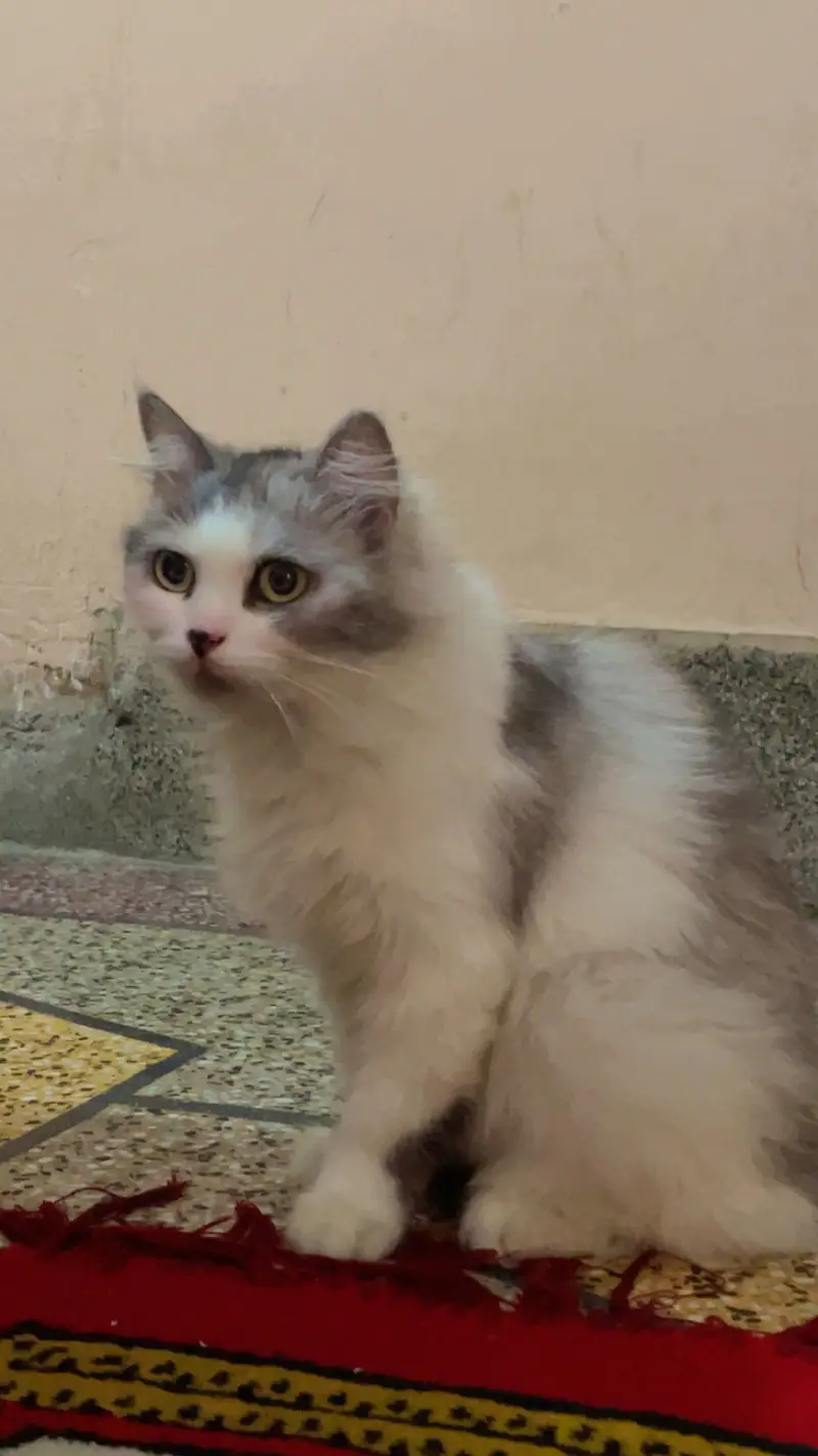 Persian cat white colour — photo 4