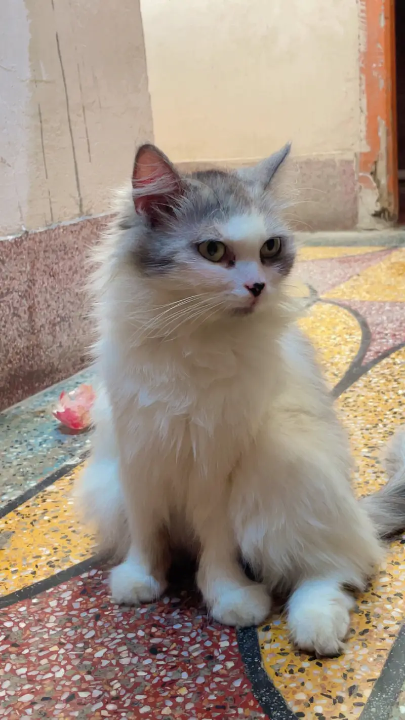 Persian cat white colour — photo 5