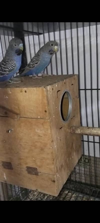 black face breeder pair