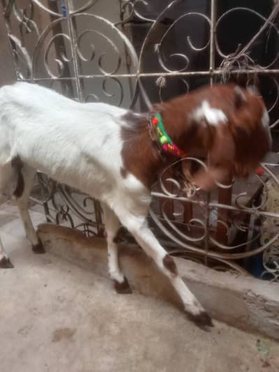female 3,5 mah ki hai 03159592511 ghas vas khane wali hai