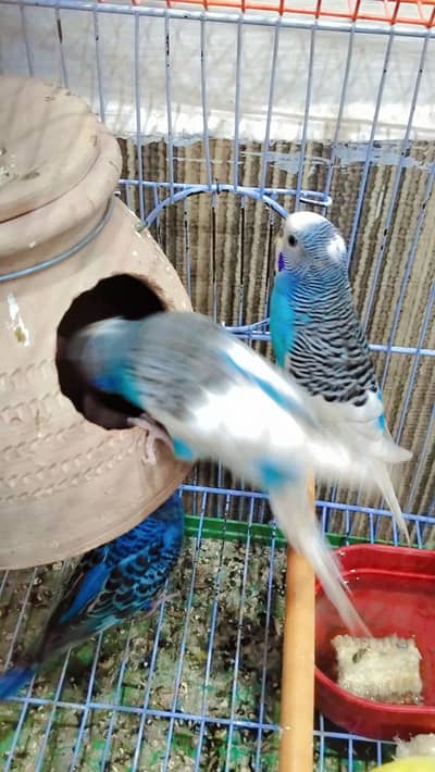 one blue pair piet bridar pair for sale