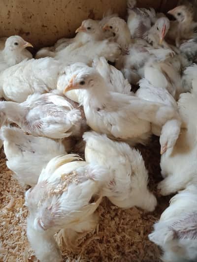 Bantam chicks