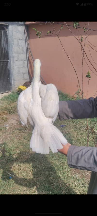 Heera Aseel madi