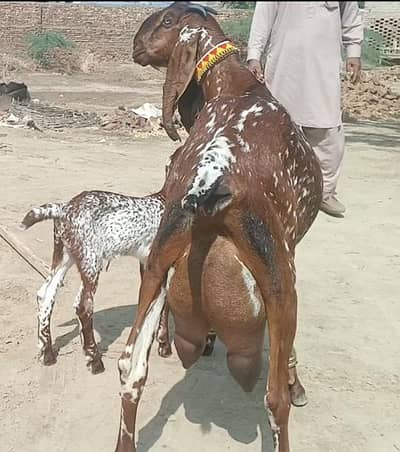 high milk producing bakri/dodh wali heavy bakri