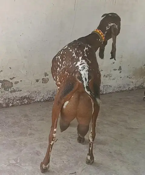 high milk producing bakri/dodh wali heavy bakri — photo 2