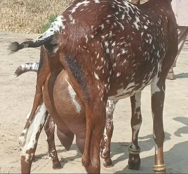 high milk producing bakri/dodh wali heavy bakri — photo 3
