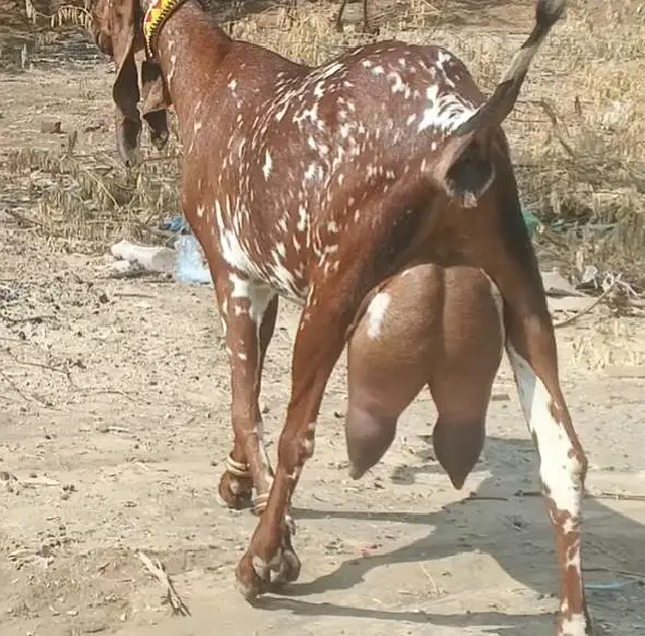 high milk producing bakri/dodh wali heavy bakri — photo 4