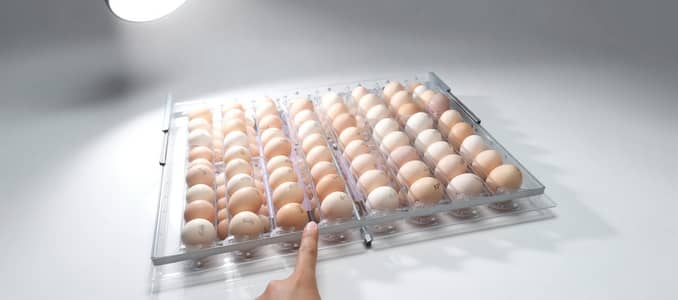 eggs incubators and brooders