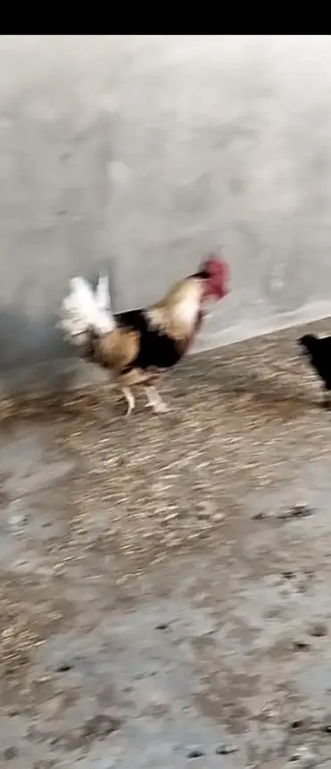 golden hen — photo 2