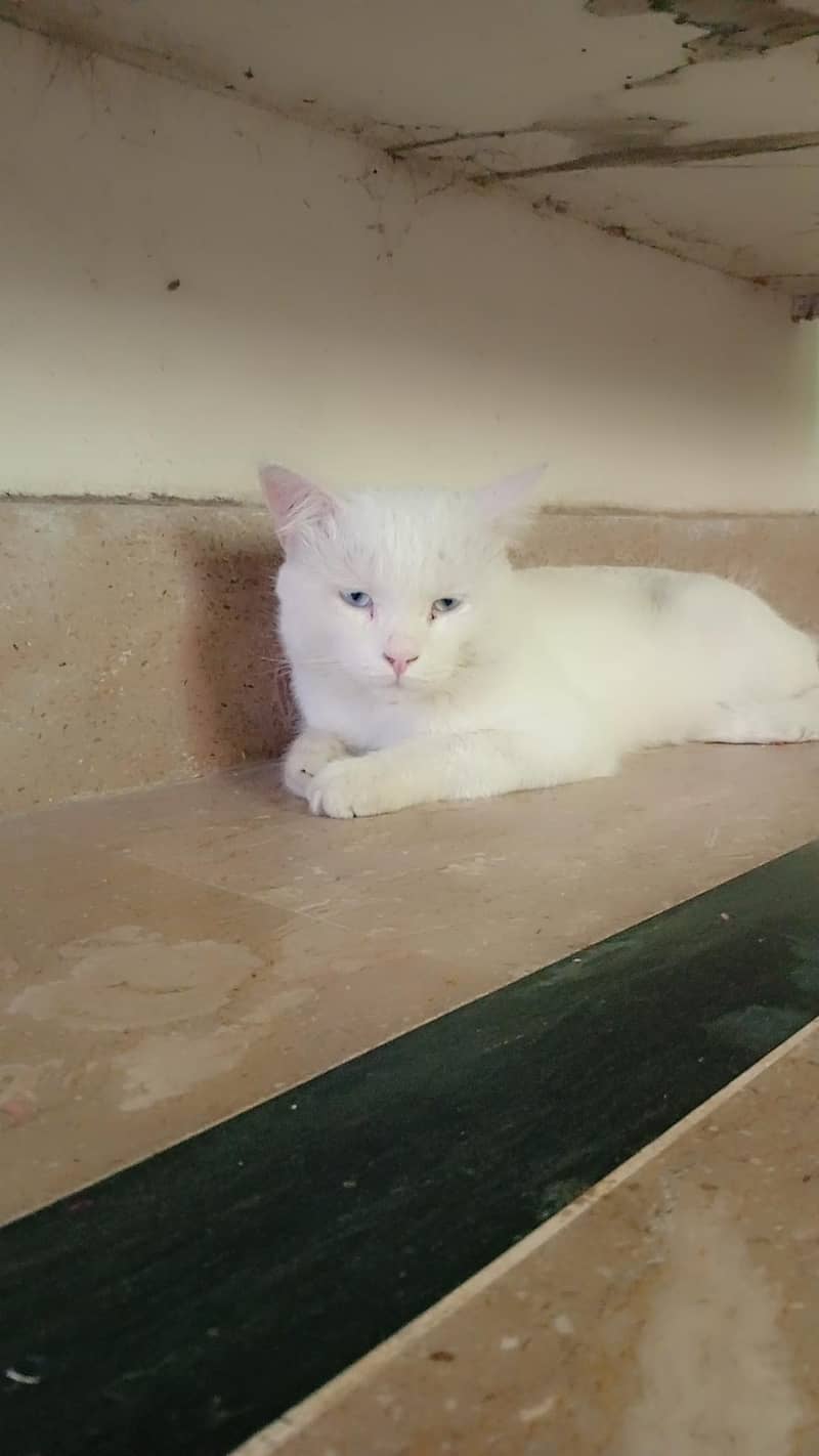 Persian 0