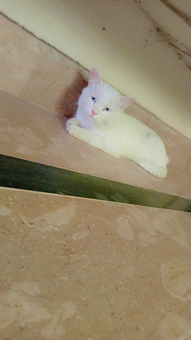 Persian 1