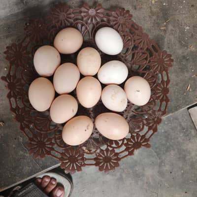 100% Fertile or Desi Eggs | Golden Desi Rooster | Desi Chicks for Sale
