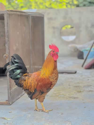  Healthy Desi Chicken Pair for Sale – 1 Rooster + 1 Hen | Ready Pair