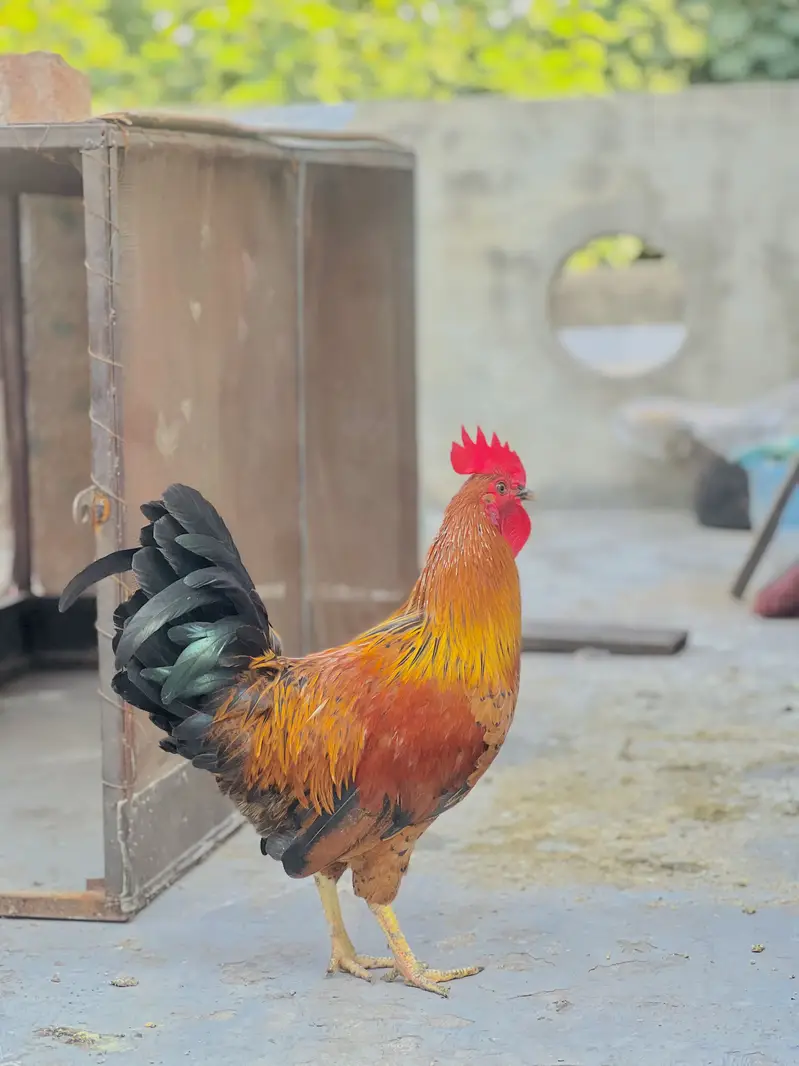  Healthy Desi Chicken Pair for Sale – 1 Rooster + 1 Hen | Ready Pair — photo 2