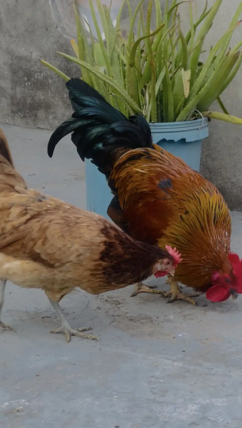  Healthy Desi Chicken Pair for Sale – 1 Rooster + 1 Hen | Ready Pair — photo 3