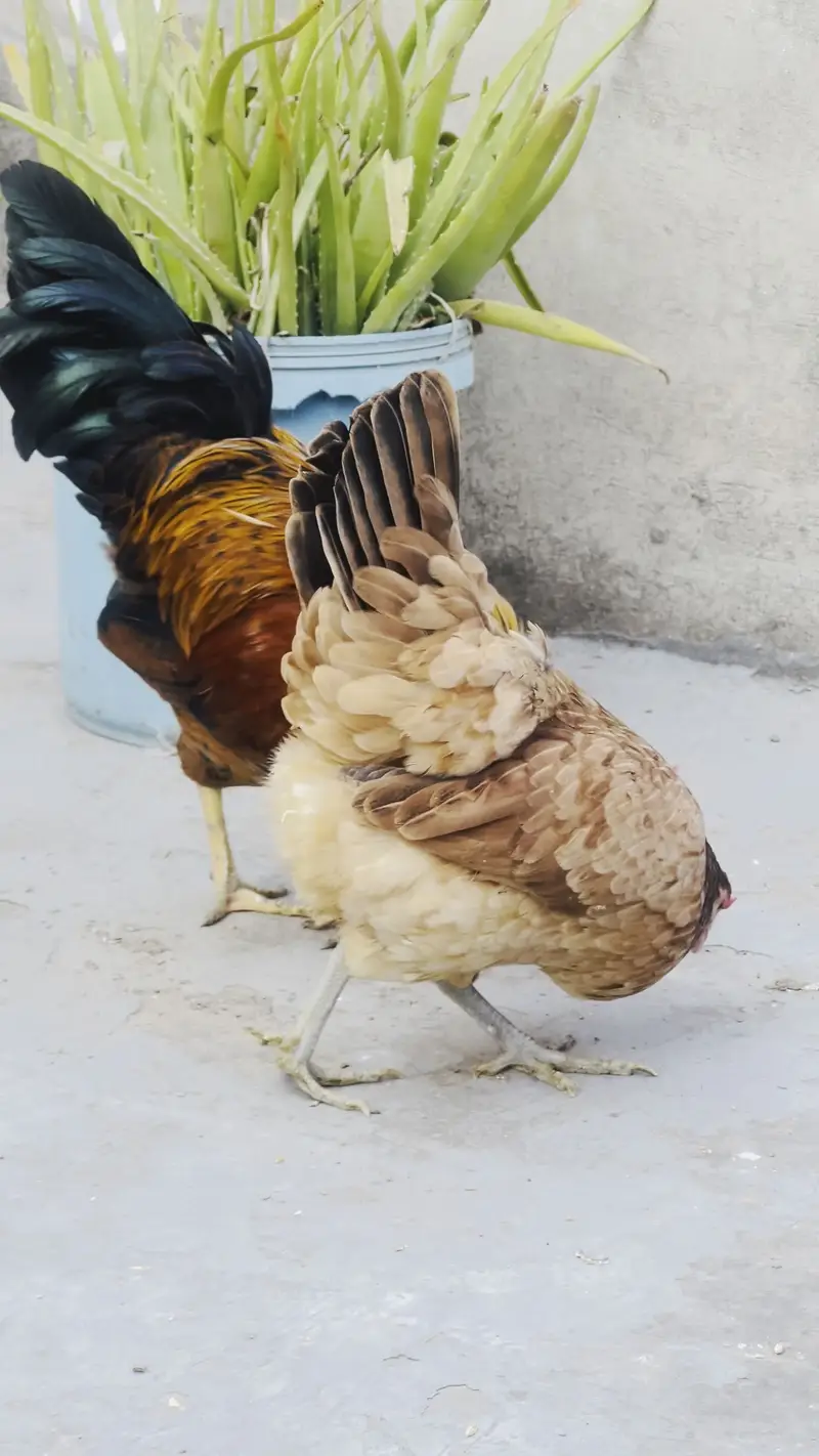  Healthy Desi Chicken Pair for Sale – 1 Rooster + 1 Hen | Ready Pair — photo 4