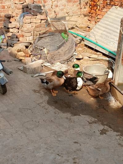 Two male ducks