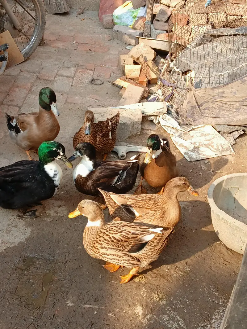 Two male ducks — photo 2