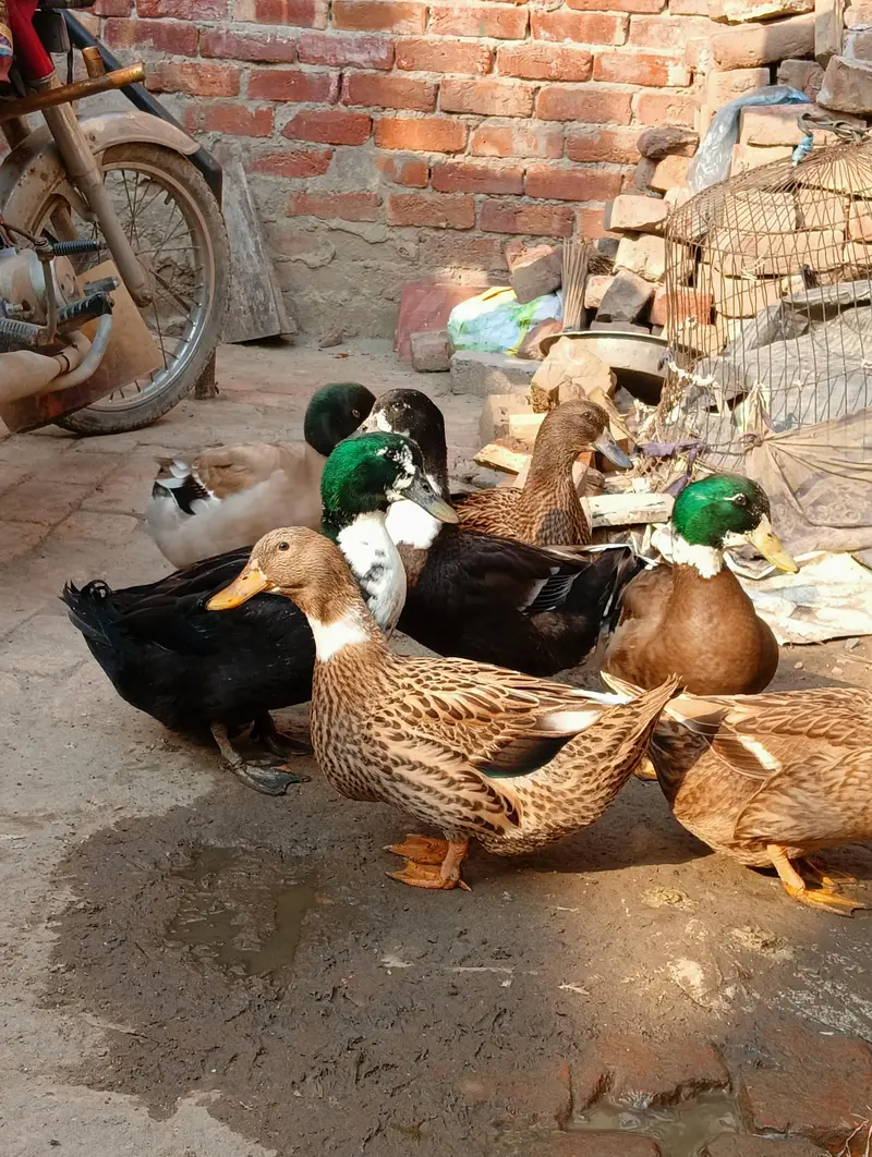 Two male ducks — photo 3