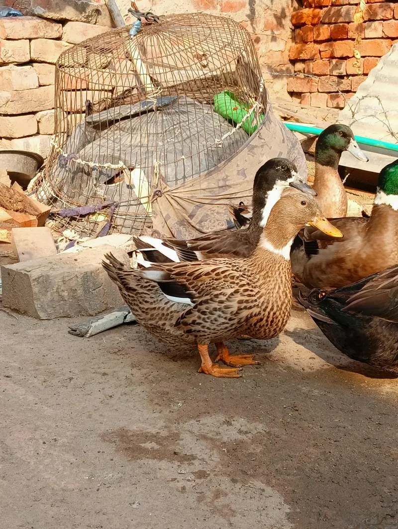 Two male ducks — photo 4