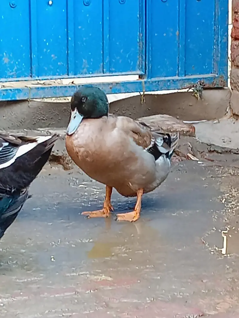 Two male ducks — photo 5