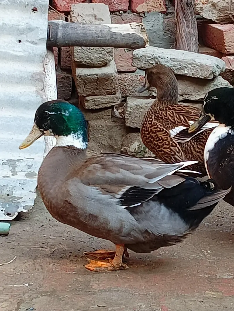 Two male ducks — photo 6