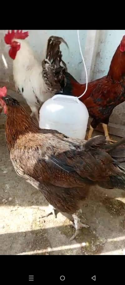 3 golden misri murgi or 1 golden misri mugra or sath ak aseel