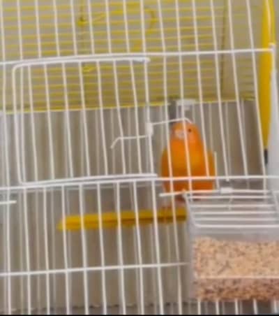 beautifull singing canary