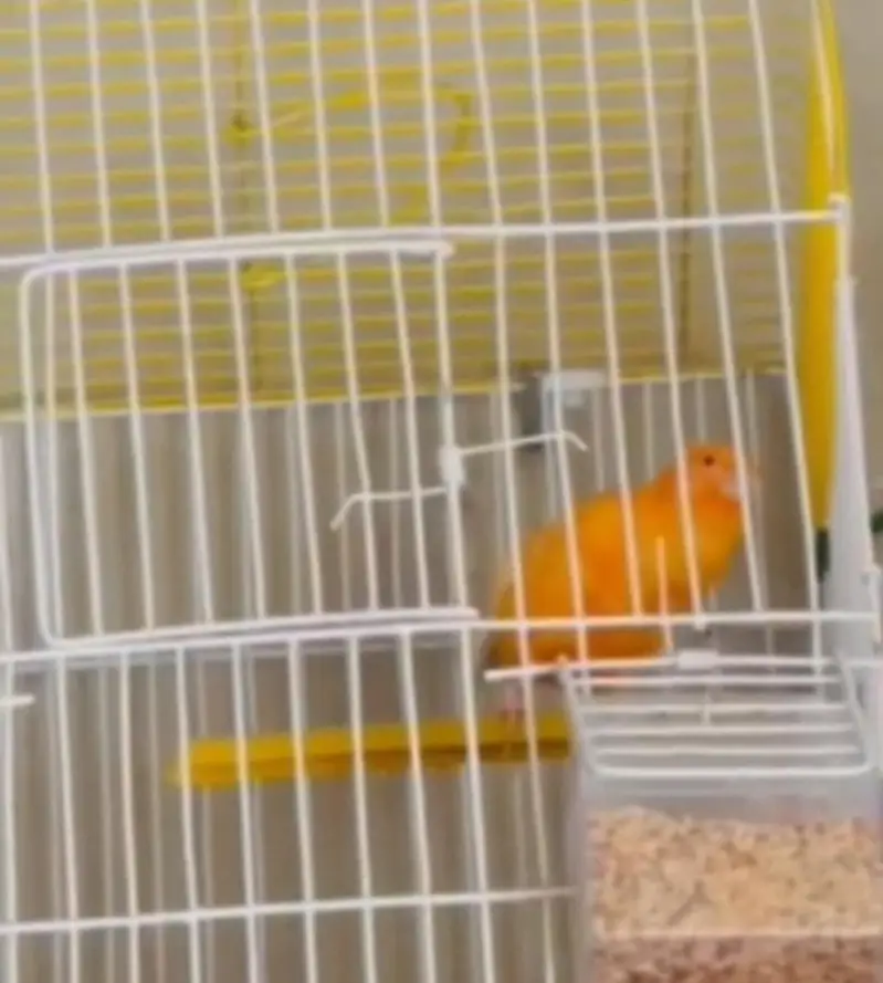 beautifull singing canary — photo 2
