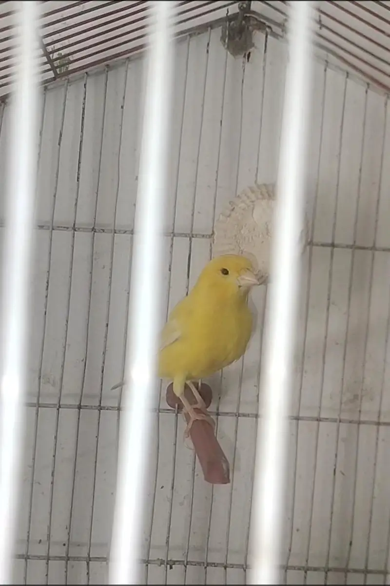 beautifull singing canary — photo 3