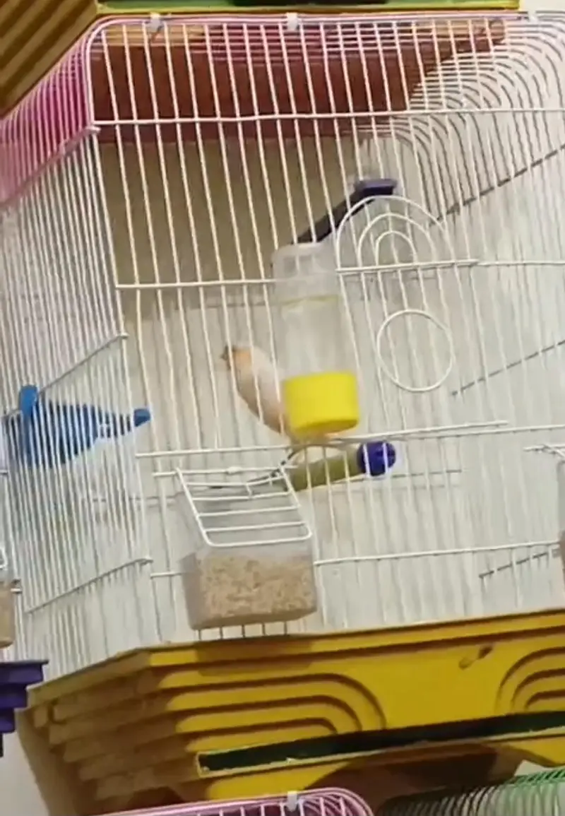 beautifull singing canary — photo 4